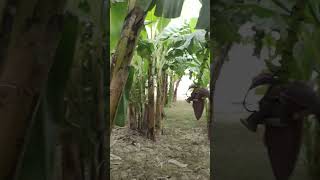 #banana orchard most expensive orchard