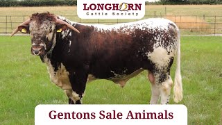 Longhorn Society Sale 2022 - Gentons Longhorns  Sale Animals