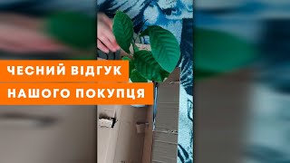 ВІДЕОВІДГУК АГРОМАРКЕТ (ОТЗЫВ) | Азіміна трилоба для перехресного опилення | Agro-Market.ua