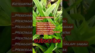 OH khasiat daun pandan untuk kesehatan #tanamanherbal #subscribe #shorts