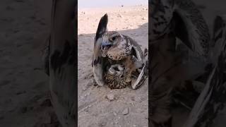 Falcon attack on other Birds #birds #wildlife #falcon #shorts #ytshorts