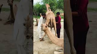 Two camel owners camel milking by hand #shorts