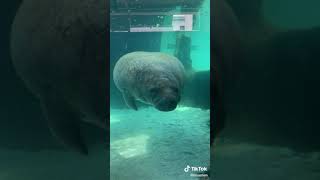 Andi Cornett - Nooo #dontdoit #stop #manatee #seacow #boop #fypシ #fyp