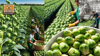 Brussels Sprouts Frenzy: From Massive Harvest to Gourmet Delight!