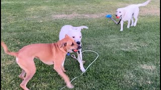 189. Black Mouth Cur, Pitbull, Lab's Routine Play 10/23/2024 #blackmouthcur #labrador #pitbull