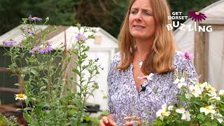 Wildlife-friendly gardening - Kate Bradbury talks about the diversity of pollinators and plants.