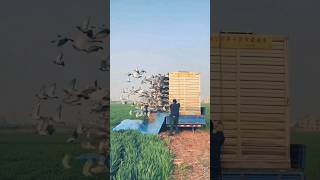 Freeing Birds 😍❤️ #viral #popular #trending #birds #ytshorts #shorts #youtubeshorts