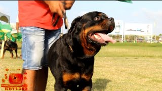 Olympus Kennel Dog Expo 2023 - Rottweilers