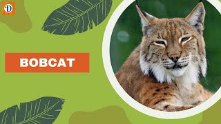 BOBCAT The Elusive Wildcat of North America