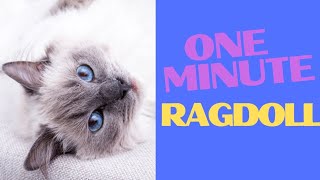 Mesmerizing Ragdoll Cat Relaxation