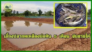 เลี้ยงปลากดเหลืองบ่อดิน | 5 เดือน จับขายได้ |