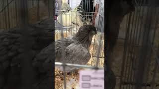 Expo Irapuato gallina de raza ameraucana Blue #chicken #gallinablanca #granja #animal #youtube