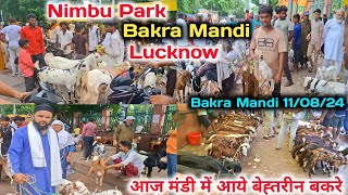 11 Aug 24 Nimbu Park Bakra mandi Lucknow Live Update |Lucknow Bakra Mandi 🐐🐐