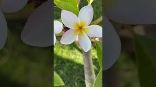 smell a plumeria