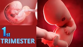 Pregnancy: The First Trimester | 1 To 13 Week | 3D Animated Pregnancy.