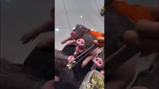 Pigs Feeding Поросёнок Кушает