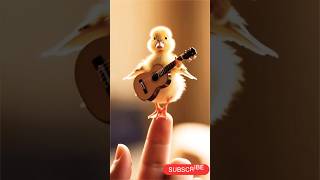 CUTE DUCK MUSICIAN VIDEOS? Watch This Now!