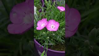 PLANT DIANTHUS IN YOUR SPRING GARDEN 🌸🌿  #gardening #dianthus #springgarden