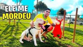 COMPREI UM CAVALINHO PARA O MEU CACHORRO!