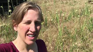 Harvesting Garlic at Willow Haven Farm 2020