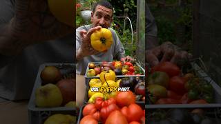 Zero waste tomatoes #shorts