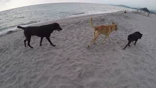 Beach Doggos