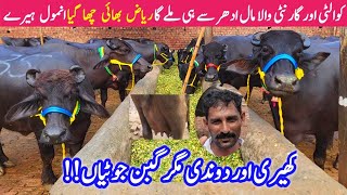 TOP PEHLAN JHOTIAN Farming Business Plan | Riaz Cattle Farm Sheikhupura Latest Gabban Jhotian