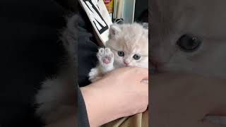 Little cute kitty. #cat #cute #catlover #animals #kitten #kitty #cuteanimal #cutecat #catvideos