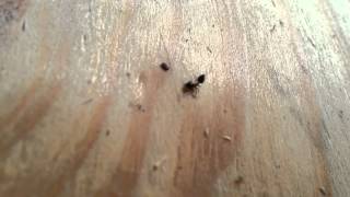 What is this ant doing?