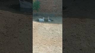 Duck Gusee enjoining in water pool #beautiful #birds #bird #entertainment #ducklover #shorts