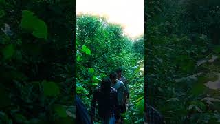 Jungle Kitna Beautiful hain #shortvideo #natute #naturevibe #chirchiriwaterfall