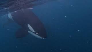 Orca's eating in front of me. Tromso, Norway. Waterproof expeditions