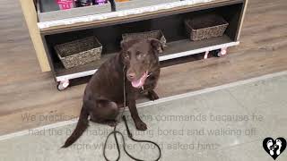 Houston dog training | 1 yr old Labrador Retriever, Gunner