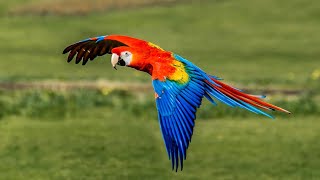 Parrots:  The Colorful Wonders of Nature!