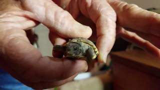 Baby Box Turtle