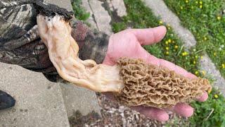 Picking Morel Mushrooms and Found a Giant!