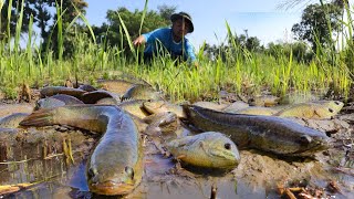 Oh wow Fisherman!Fisherman catch a lots of fish after farmer harvesting rice at field by hand