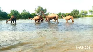 life in shara desert |Camels carvan enjoy in water pond |الجمال_في_الصحراءرحلة_الجمال_