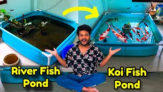 Imported Koi Fish Pond🎏❤️ | Butterfly koi fish | Indoor fish pond setup | Fish room update