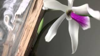 Leptotes Bicolor and Over 100 Subscribers :)