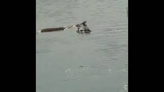 Crocodile attacking snake in water#Shorts