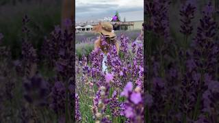 La Maison Lavande | Lavender Farm | Quebec | Montreal