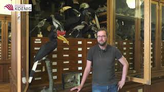 In der Vogelsammlung mit Dr. Till Töpfer