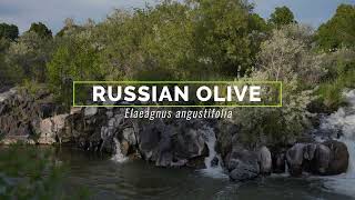 Russian olive