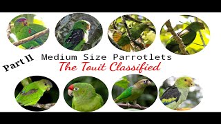 The Touit Classified ll Medium size Parrotlets ll Birds Knowledge Bank ll Chirpkart ll @ Coimbatore