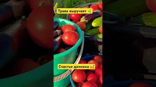 Овощи без минеральных удобрений - это просто чудо 👩‍🌾🍅🍆🥒💚❤️#тульскийфермер #дача #влог #огород