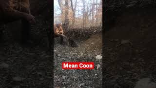 Mean Raccoon 😳😮 #trap #trapper #trapping #nature #outdoors #survival #shorts