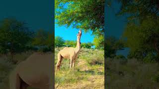 Beautiful Camel trying to reach the tree || in desert Thar || #camels #desertanimals #thardesert