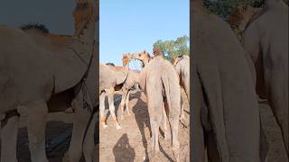 The camels stand at the base before loading #ytshorts #camelloading #cameltransport #cameltruck