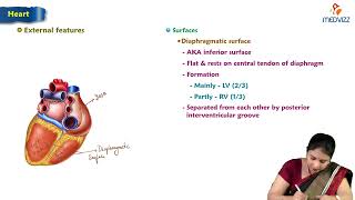 10. The Heart : Anatomy of Thorax : Anatomy Lecture : MBBS Lecture